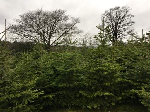 Christmas trees growing in back fields